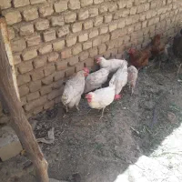 مرغ