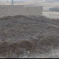 کوددرجه یک