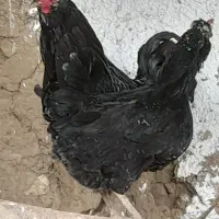 مرغ خروس گلین