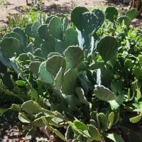 تعدادی کاکتوس غولپیکر از یکمتری تا ۳۰ سانت|گل و گیاه طبیعی|شازند, |دیوار