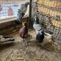 ۵ تا کفتر|پرنده|خرمآباد, |دیوار