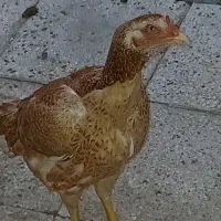 مرغ لاری تخم گذار