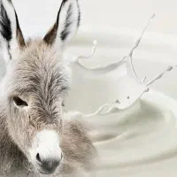 فروش شیر الاغ