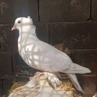 کبوتر سفید گره