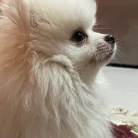 پامرانین نژاددار اصل اوکراینی