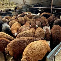 ** گوسفند قلم آبی درجه یک زنده به شرط **|حیوانات مزرعه|مشهد, نوید|دیوار