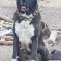 واگذاری ی قلاده نر ۲ساله همه چیز تموم