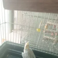 پرنده|پرنده|لواسان, |دیوار