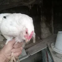 مرغ گلین جوان|حیوانات مزرعه|رشت, بیجارپس|دیوار