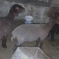 فوق العاده خوب|حراج|گنبد کاووس, |دیوار