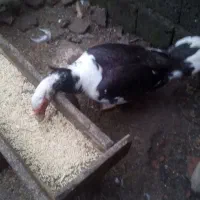 اردک اسرائیلی|حیوانات مزرعه|آستارا, |دیوار