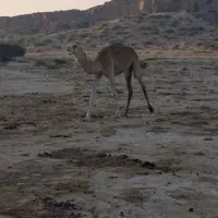 شتر