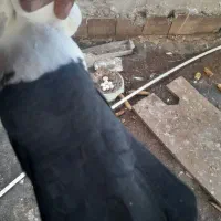 دم سیاه|حیوانات|زرند, |دیوار