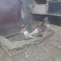 کبوترکله زرد