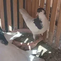 معاوضه کبوتر باقناری