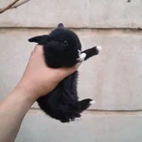 توله خرگوش مینیاتوری|موش و خرگوش|تهران, نیروی هوایی (پیروزی)|دیوار