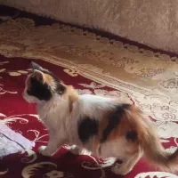 گربه خانگی|گربه|کهریزک, |دیوار