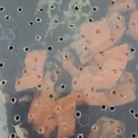 حلزون|خزنده|هشتگرد, هشتگرد قدیم|دیوار