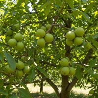 نهال گردو اصل تضمینی، همراه فاکتور و لیبل رسمی|خدمات باغبانی و درختکاری|مریوان, |دیوار