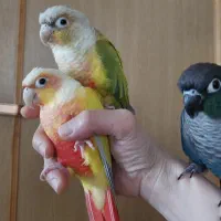 گیرینچیک|پرنده|آستانه اشرفیه, |دیوار