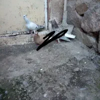 سه جفت جفتگاه