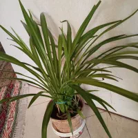 گل کاکتوس، گندمی، یخی|گل و گیاه طبیعی|شاهینشهر, شهرک ردانی پور|دیوار