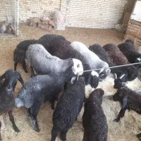 بره|حیوانات مزرعه|آران و بیدگل, |دیوار