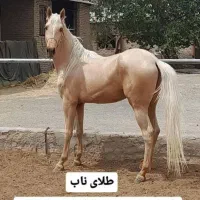 اسب نریون اصیل ترکمن