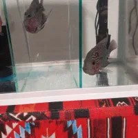 ماهی فلاور ماده|ماهی|شاهینشهر, شهرک گلدیس|دیوار