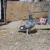 کفتر