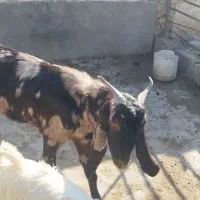 حیوان|حیوانات مزرعه|مسجد سلیمان, |دیوار