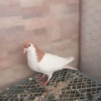 کبوتر یال زرد|پرنده|کوهبنان, |دیوار