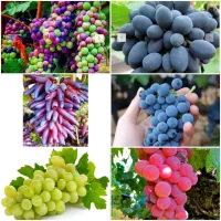 انواع نهال میوه های خاص و استوایی از کل دنیا