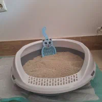 ظرف خاک گربه