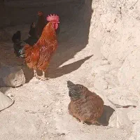 جهادی درشت خروس