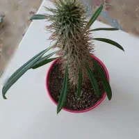 نخل ماداگاسکار|گل و گیاه طبیعی|بومهن, |دیوار