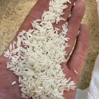 برنج علی کاظمی