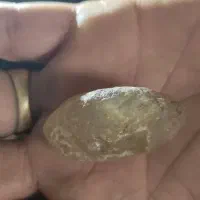سنگ انگشتری شجر عقیق کبود سلیمانی شجر پایزی
