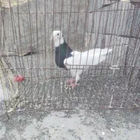 طوقی|پرنده|کهنوج, |دیوار
