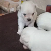 توله سگ های پامر|سگ|رشت, سیا اسطلخ|دیوار