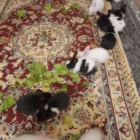 خرگوش خانگی بیست روزه