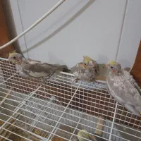 جوجه عروس هلندی
