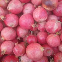 فروش انار ارسنجان|خوردنی و آشامیدنی|ارسنجان, |دیوار