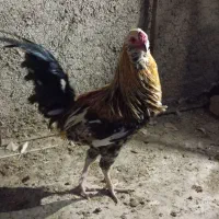 خروس و بوقلمون