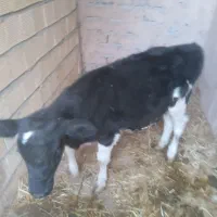 گوساله ماده ۱۳۰کیلو