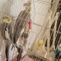یک جفت عروس هلندی سخنگو با یک جوجه ۶ ماهه|پرنده|بومهن, |دیوار