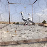 بزک سوسکی|پرنده|تربت جام, جامرود|دیوار