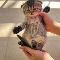 گربه بریتیش اصیل