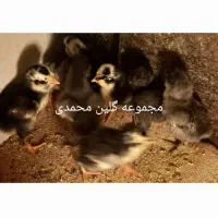 تخم مرغ نطفه دار گلین|حیوانات مزرعه|شاهین‌شهر, خانه کارگر|دیوار