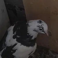 کفتر نر و ماده|پرنده|قم, باغ شازده|دیوار